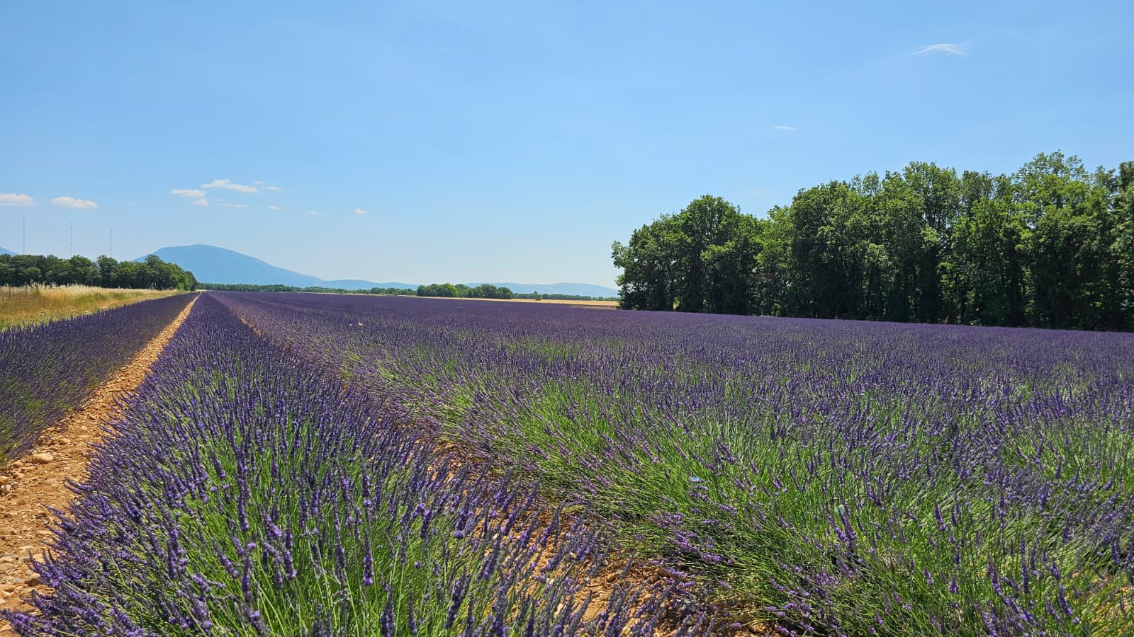 Lavendel Route